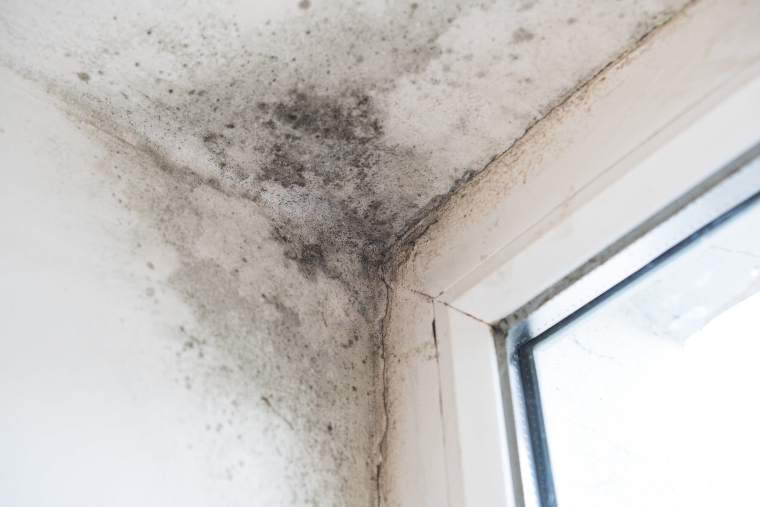 ceiling mould caused by damp loft insulation